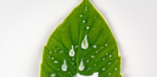 biodegradable shoe cleaning spray with natural ingredients